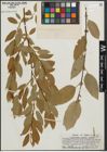 Foto von Salix pseudocordata Andersson